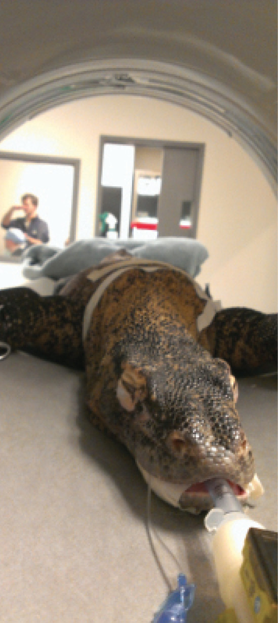 Advanced Imaging Brings New Standard of Care to Zoos