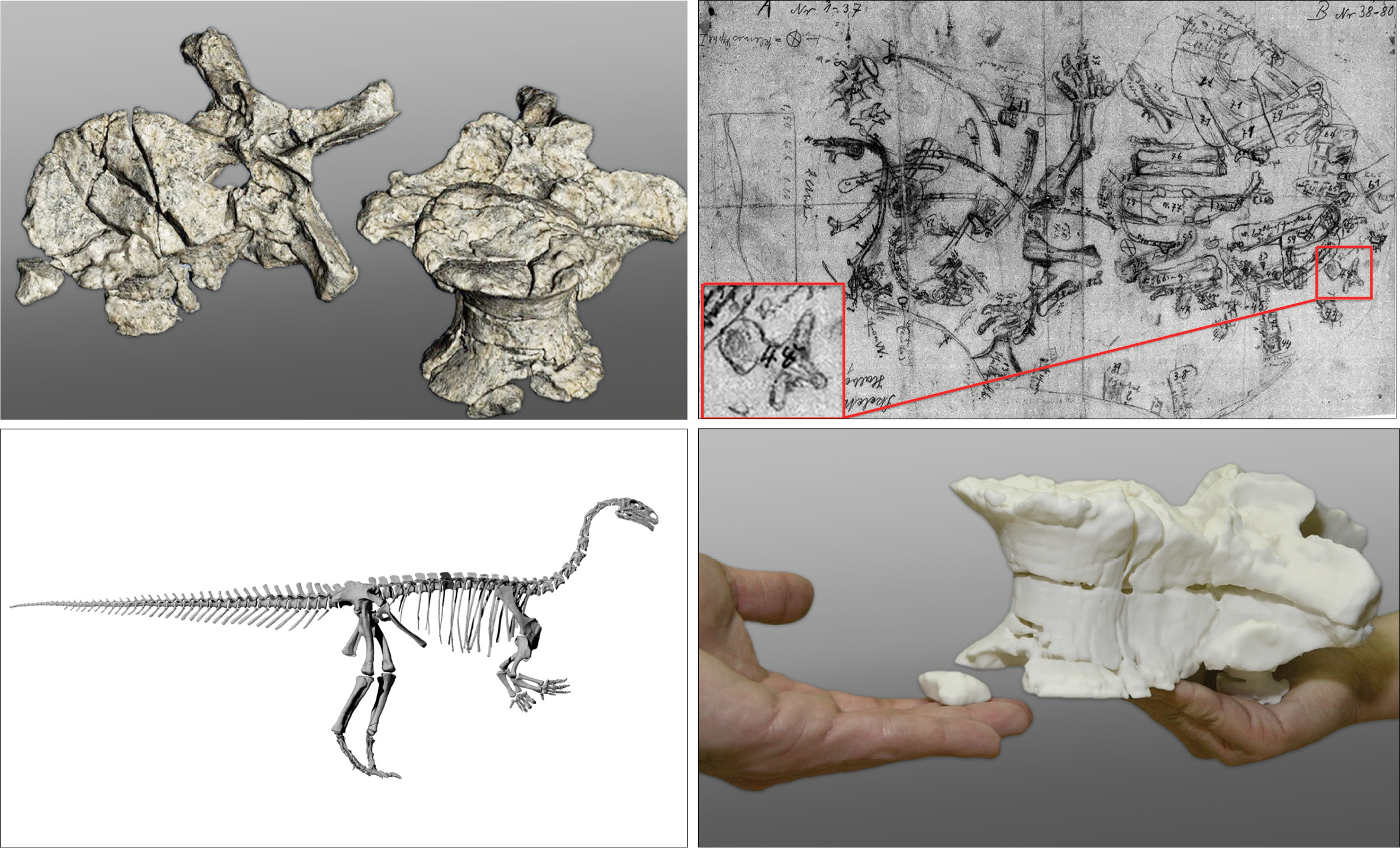 3D Printing Reproduce Dinosaur Bones