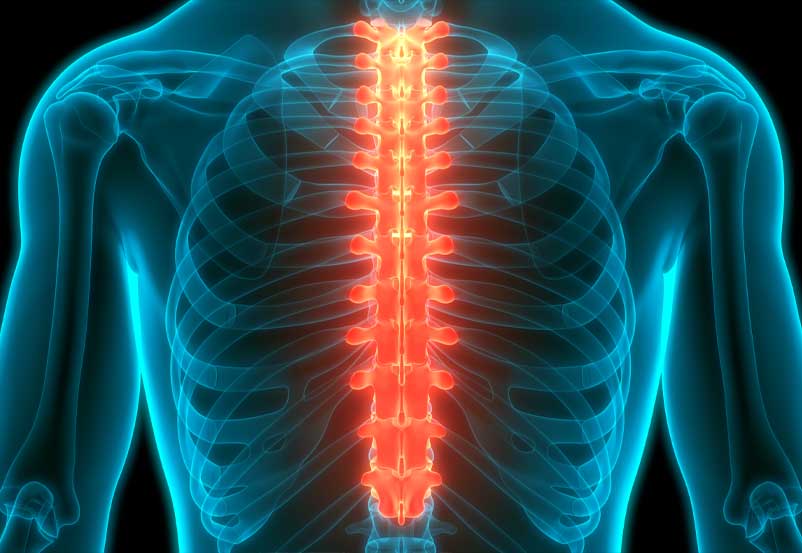 Thoracic graphic