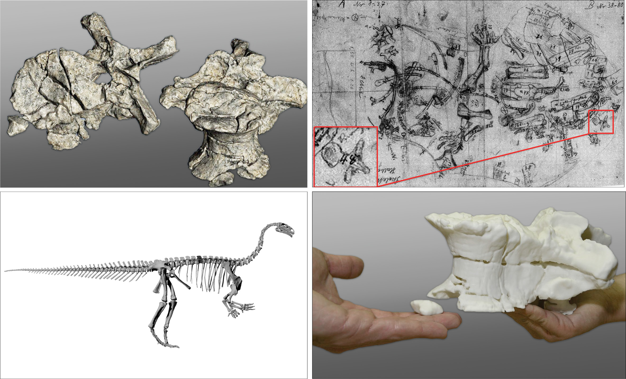 3D Printing Reproduce Dinosaur Bones 3D Printing Reproduce Dinosaur Bones