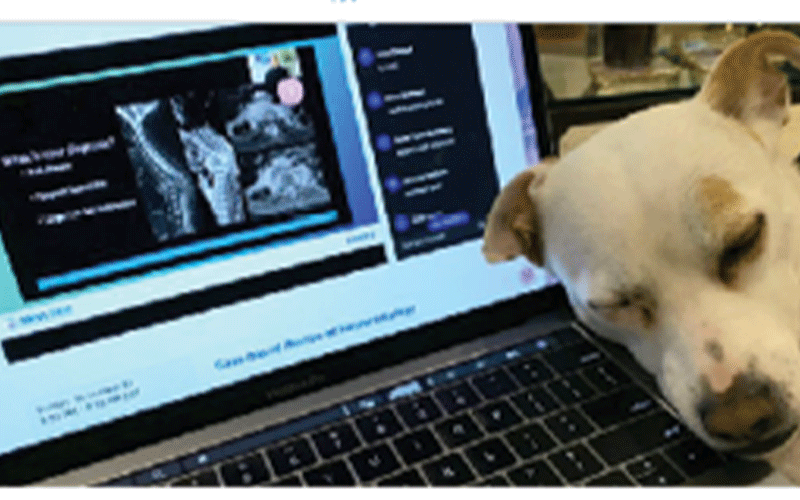dogs of RSNA