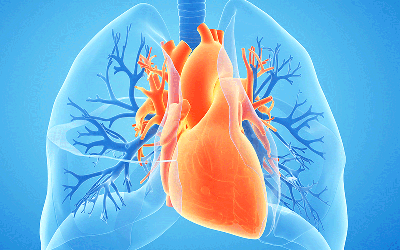 heart and lungs feature
