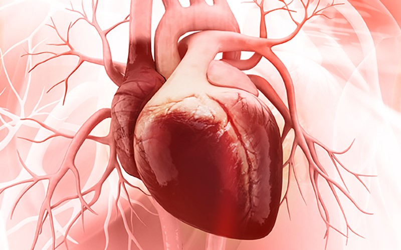Heart