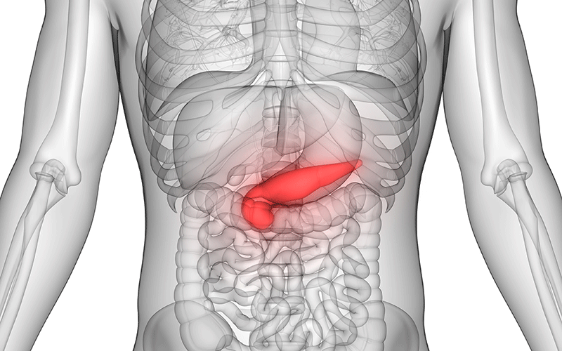 Anatomy pancreas