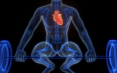 Stylized drawing of the outline of a squatting weightlifter with some internal anatomy visible, including a red heart.