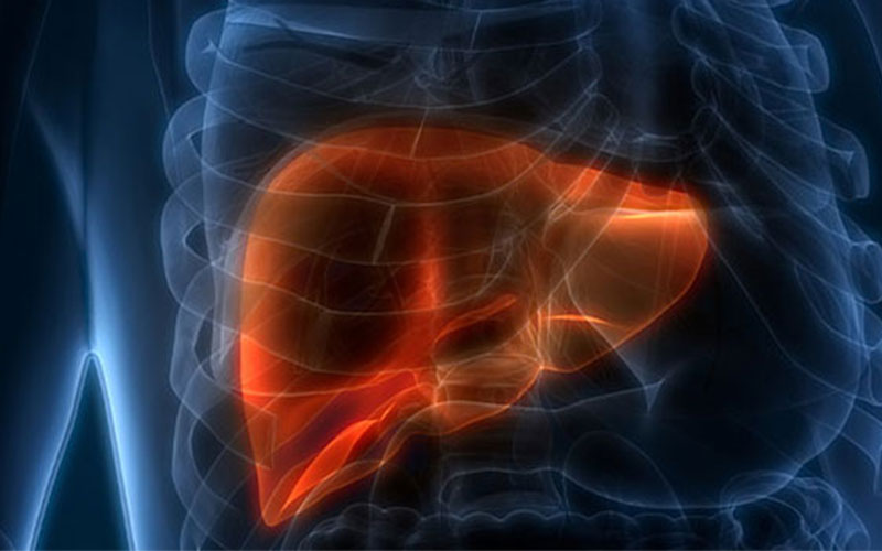 Stylized image of a human liver colored red shown inside a translucent body with the ribcage visible.