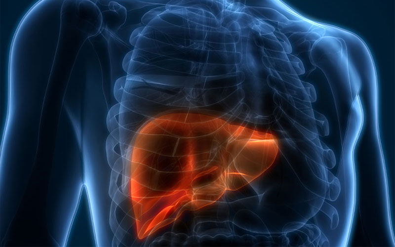 Illustration of the upper abdomen showing the liver highlighted in orange within a transparent view of the torso.