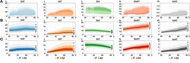 Hazard ratios (HRs) for the body composition (BC) z-score categories and incident diabetes, major adverse cardiovascular events (MACE), and all-cause mortality in the UK Biobank (UKB). 