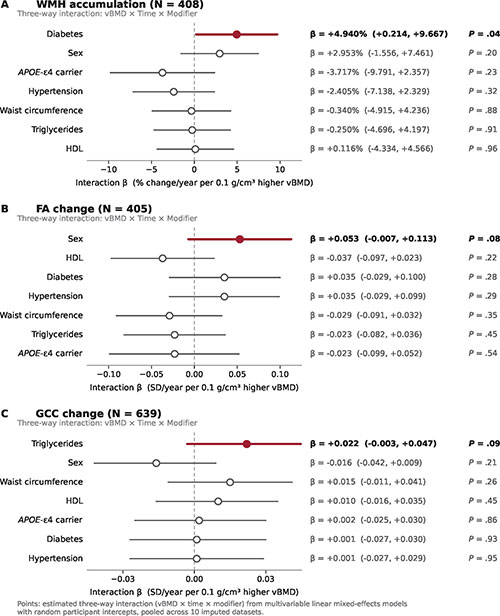 Three forest plots assess modifiers of associations between vertebral bone mineral density and changes in white matter hyperintensities, fractional anisotropy and global cognition. Diabetes significantly modifies white matter hyperintensity accumulation; sex and triglycerides show suggestive modification of fractional anisotropy and global cognition, respectively.